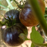 Martha Starfighter Tomato Seeds – Large Beefsteak Type, Anthocyanin-Rich, Strong Disease Resistance, High Yielding