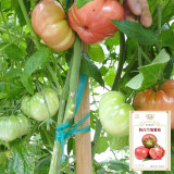 Pink Brandywine Tomato Seeds – Classic Heirloom, Sweet Rich Flavor, Rose Aroma, Fresh Eating