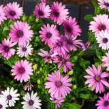 Pink African Daisy Seeds - Osteospermum, Annual Flower, Long Blooming, Easy to Grow, Ideal for Flower Beds & Ground Cover