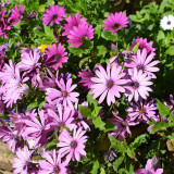 Pink African Daisy Seeds - Osteospermum, Annual Flower, Long Blooming, Easy to Grow, Ideal for Flower Beds & Ground Cover