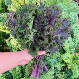 Purple Kale Seeds – Red Veined, Pinnately Lobed Leaves, Cut and Come Again Harvest, Ornamental Edible