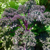 Purple Kale Seeds – Red Veined, Pinnately Lobed Leaves, Cut and Come Again Harvest, Ornamental Edible