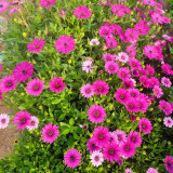 Purple African Daisy Seeds - Osteospermum, Annual Flower, Long Blooming Ground Cover, Easy to Grow Garden Flowers