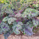 Purple Kale Seeds – Red Veined, Pinnately Lobed Leaves, Cut and Come Again Harvest, Ornamental Edible