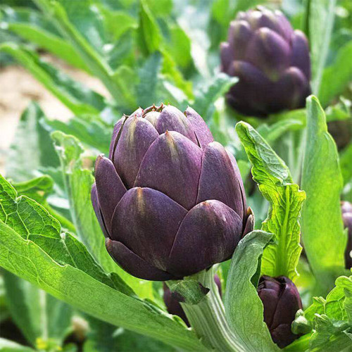 Purple Artichoke Seeds | Antioxidant-Rich Cynara scolymus for Liver Health & Culinary Delight