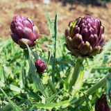 Purple Artichoke Seeds | Antioxidant-Rich Cynara scolymus for Liver Health & Culinary Delight