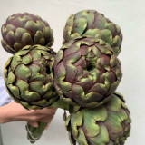 Purple Artichoke Seeds | Antioxidant-Rich Cynara scolymus for Liver Health & Culinary Delight