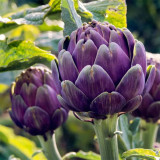 Purple Artichoke Seeds | Antioxidant-Rich Cynara scolymus for Liver Health & Culinary Delight