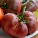 Krim Tomato Seeds - Rich flavor, juicy, strong adaptability, easy to grow, high yielding
