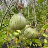 Blue Pear Tomato Seeds - Strong Disease Resistance, Vigorous Growth, Ideal for Garden and Container Cultivation