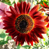 Hongyun Sunflower Seeds - Stunning Red Sunflower, Tall Plants, Long Flowering Period, Ideal for Various Garden Uses