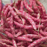 Dayu Red Golden Hook Snap Bean Seeds – Early Maturing, High Yield, Stringless, Fiberless, Thick-Fleshed Pods