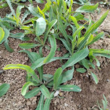 Jiliqingfeng Wild Qumai Chicory Seeds – Perennial Bitter Greens, Cold & Heat Tolerant, Multiple Harvests