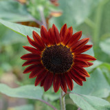 HEL09 Red Sunflower Seeds - Easy-to-Grow Ornamental Plant for Beginners, Ideal for Use as Cut Flowers