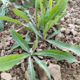 Jiliqingfeng Wild Qumai Chicory Seeds – Perennial Bitter Greens, Cold & Heat Tolerant, Multiple Harvests