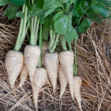 Parsnip Seeds - Pastinaca Sativa, Biennial Herb, Sweet & Flavorful Roots for Soup, Roasting and Stir-Fry