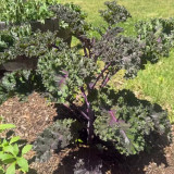 Ziyu No. 1 Kale Seeds - Vigorous Growth, Continuous Harvest, Ideal for Home Gardening