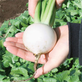 Xiatong No.2 F1 Turnip Seeds | Early-Maturing Hybrid White Turnip with Glossy Roots, Tender Flesh & Superior Taste