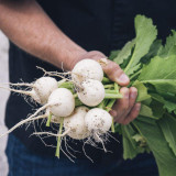 Xiatong No.2 F1 Turnip Seeds | Early-Maturing Hybrid White Turnip with Glossy Roots, Tender Flesh & Superior Taste