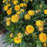 He Zhi Chun Strawflower Seeds - Everlasting Flower, Dried Flower Material, Bright Color, Long Lasting & Non-Wilting
