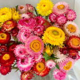 He Zhi Chun Strawflower Seeds - Everlasting Flower, Dried Flower Material, Bright Color, Long Lasting & Non-Wilting