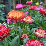 He Zhi Chun Strawflower Seeds - Everlasting Flower, Dried Flower Material, Bright Color, Long Lasting & Non-Wilting