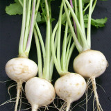 Xiatong No.2 F1 Turnip Seeds | Early-Maturing Hybrid White Turnip with Glossy Roots, Tender Flesh & Superior Taste