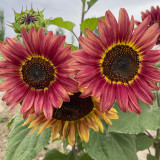 HEL25 Sunflower Seeds - Vibrant Colors, Long Bloom Period, Ideal for Balconies and Landscape Design