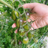 Brads Atomic Grape Heirloom Tomato Seeds - Vibrant Colors, Sweet Flavor, High Yield, Easy to Grow