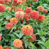 He Zhi Chun Zinnia elegans Seeds | Vibrant Annual, Long Blooming, Easy to Grow, Ideal for Garden Beds