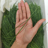 Minqin Sand Scallion Seeds | Fast-Growing, Tender Leaves, Delicate Texture, Strong Fragrance, Strong Adaptability