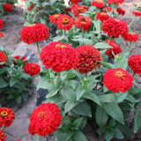 He Zhi Chun Zinnia elegans Seeds | Vibrant Annual, Long Blooming, Easy to Grow, Ideal for Garden Beds