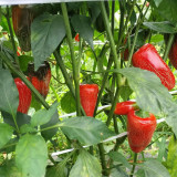 Sausage Pepper Seeds - High-Yielding, Strong Fruit Set, Good Disease Resistance, Versatile for Multiple Culinary Uses