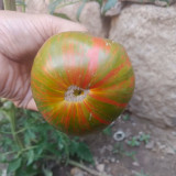 Siegel's Dark Striped Tomato Seeds - Rich flavor, dense and juicy fruits, perfect for home garden planting