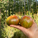 Siegel's Dark Striped Tomato Seeds - Rich flavor, dense and juicy fruits, perfect for home garden planting
