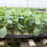 Qingyuan Rootstock Seeds for Melon Grafting – Disease Resistant, High Compatibility, Early Maturity, Increased Yield