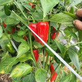Sausage Pepper Seeds - High-Yielding, Strong Fruit Set, Good Disease Resistance, Versatile for Multiple Culinary Uses