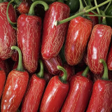 Sausage Pepper Seeds - High-Yielding, Strong Fruit Set, Good Disease Resistance, Versatile for Multiple Culinary Uses
