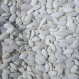 Qingyuan Black Stem Rootstock Seeds – High Disease Resistance, Strong Grafting Compatibility for Watermelon & Melon