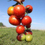 K Night Queen Tomato Seeds - Organic heirloom variety, easy to grow, ideal for home garden planting