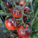 K Night Queen Tomato Seeds - Organic heirloom variety, easy to grow, ideal for home garden planting