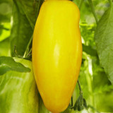 Yellow Banana Tomato Seeds – Unique Elongated Fruits, Sweet & Juicy, Ideal for Snacking, Salads, and Home Garden Planting
