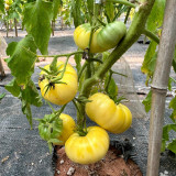 White Wax Tomato Seeds – Rare European Heirloom, Giant White-Yellow Fruits, Sweet & Juicy, Easy to Grow