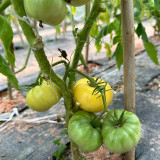 White Wax Tomato Seeds – Rare European Heirloom, Giant White-Yellow Fruits, Sweet & Juicy, Easy to Grow