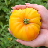 Golden Mango Tomato Seeds – Rare Non-Hybrid Heirloom Variety, Sweet & Refreshing Flavor, Easy to Grow