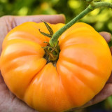 Golden Mango Tomato Seeds – Rare Non-Hybrid Heirloom Variety, Sweet & Refreshing Flavor, Easy to Grow