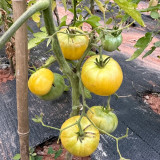 White Wax Tomato Seeds – Rare European Heirloom, Giant White-Yellow Fruits, Sweet & Juicy, Easy to Grow