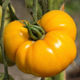 Golden Mango Tomato Seeds – Rare Non-Hybrid Heirloom Variety, Sweet & Refreshing Flavor, Easy to Grow