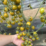 Qingguo Qingcheng F1 Tomato Seeds | Yellow-Green Cherry Tomato, Sweet Taste, High Yield & Disease Resistance