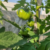 Cherokee Purple Tomato Seeds - Premium Beefsteak Tomato Variety, High-Yielding, Sweet and Juicy with a Subtle Smoky Flavor